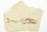 6" Cretaceous Predatory Fish (Eurypholis) Fossil - Hakel, Lebanon - #201348-1